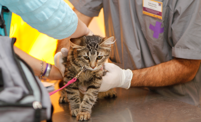 Atención Primaria Veterinaria Atención Primaria Veterinaria